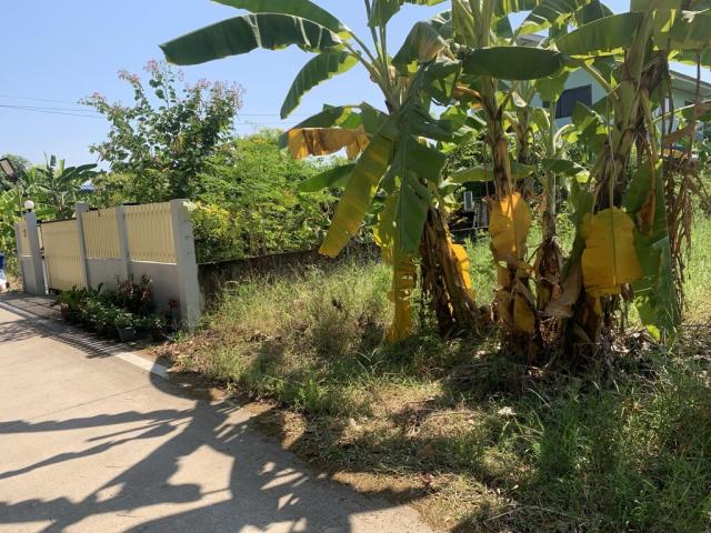 ���Թ�ѭ���� �����ҹ�