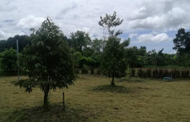 ��º�ҹ ���ͧ��Ҩչ���� ��Ҩչ����