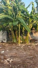 ���Թ�ա�ᾧ����