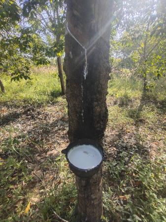 ���Թ 13 ���