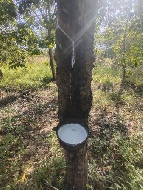 ���Թ�ǹ�ҧ����