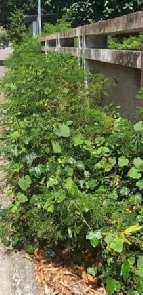 ��·��Թ �Ҥһ�С�Ȣ�� 185,000 �ҷ