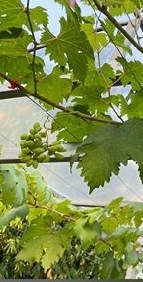 ��� ���Թ ���ʹԤ� 591.60 ���ҧ��