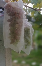 ���Թ 591.60 ���ҧ�Ҿ��ʹԤ� �ź���