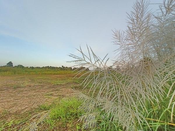 ��·��Թ ˹ͧ�͡��ا෾