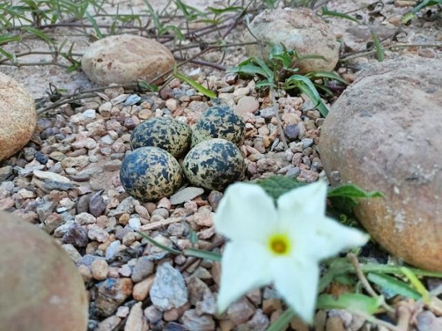 ��·��Թ ˹ͧ�͡��ا෾