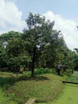 ��ҹ������