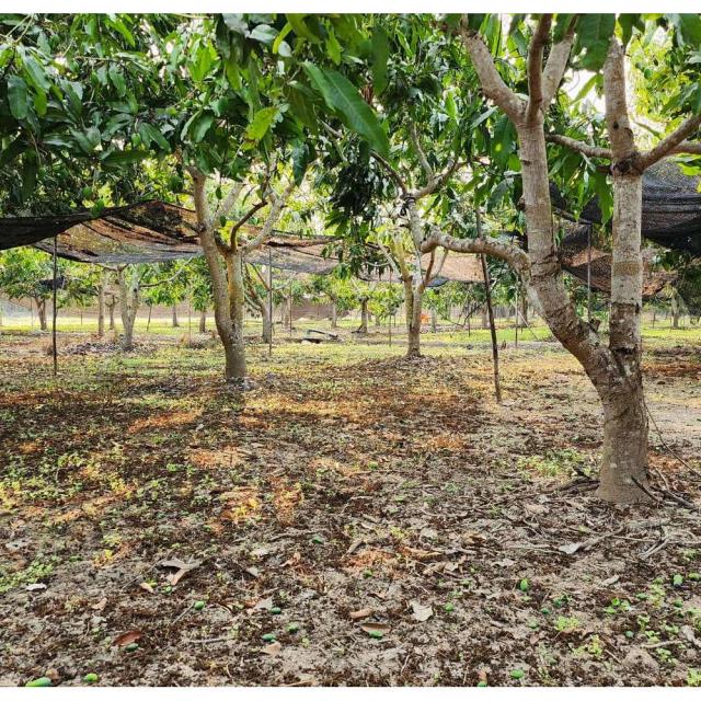 ���Թ 5 ���