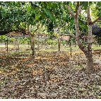 ���Թ��١�ѡ