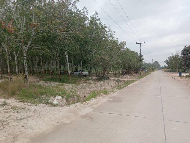 ที่ดิน ติดถนนคอนกรีต 3708 ตารางวา ที่ดิน ติดถนนคอนกรีต 3708 ตารางวา