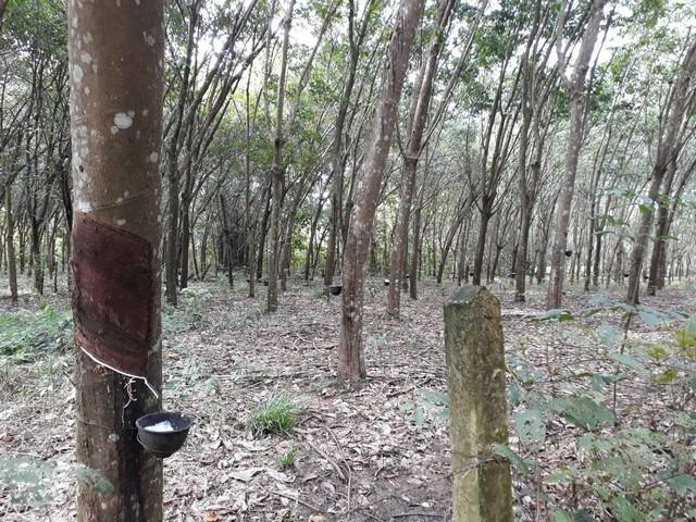 ��·��Թ ��§�ͧ��§���