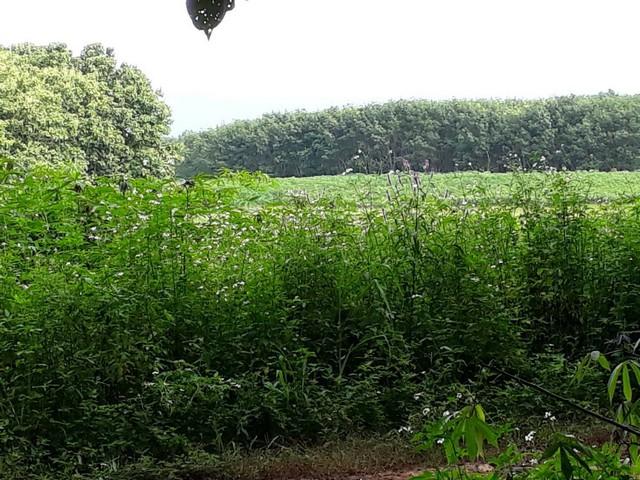 ��·��Թ ��§�ͧ��§���