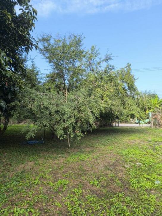 ��º�ҹ ���ͧ�ҹ �ӻҧ