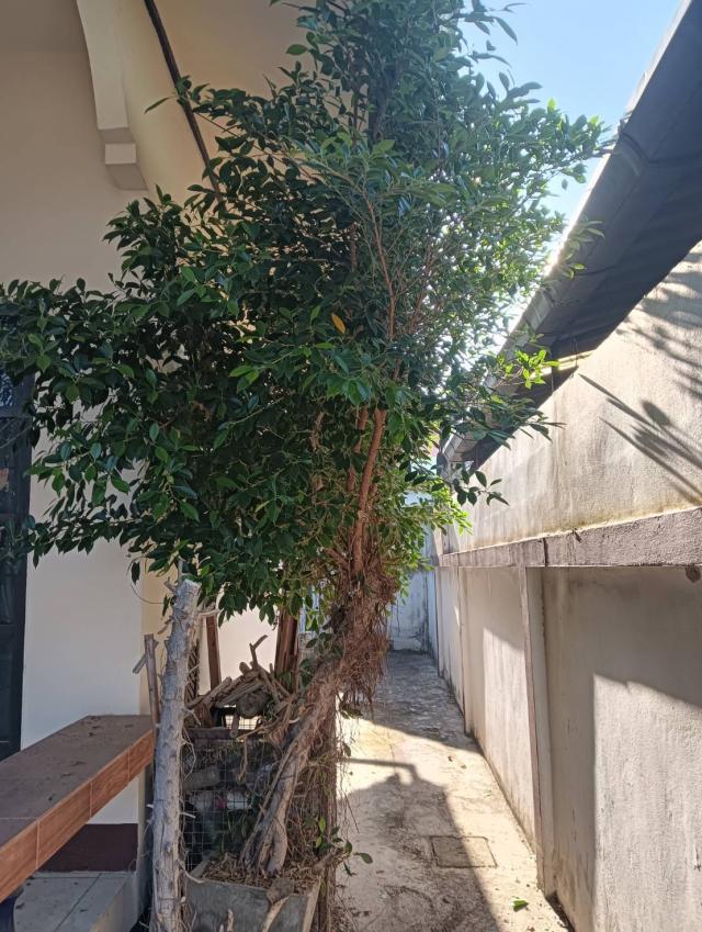 ��º�ҹ ���ͧ�ӻҧ �ӻҧ