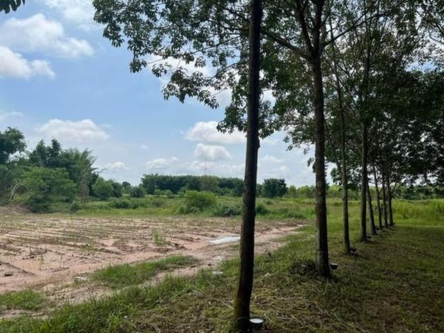 ���Թ ���ͺ�