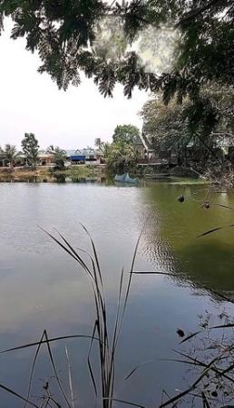 ��ҹ������ �ҧ�Ź��û��