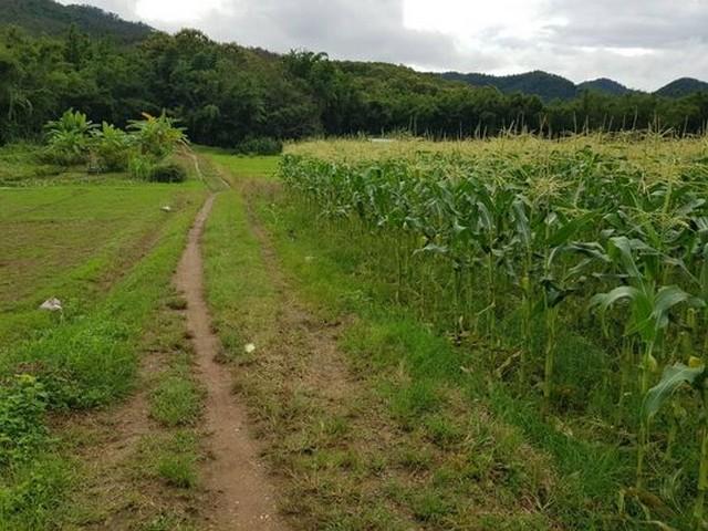 ��·��Թ ����ԧ��§����