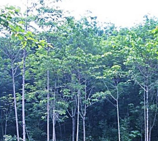 ��·��Թ �Т���ѹ�����