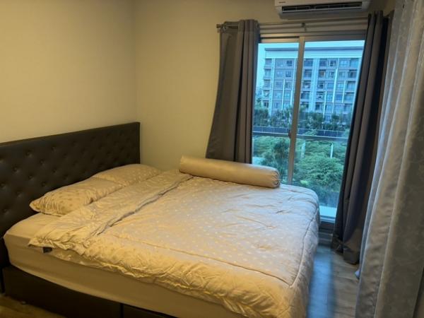 �͹�����ͧ�ѡ��� �ҧ�ع��¹