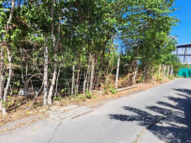 ���Թ �ҧ����