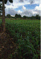 ��·��Թ ����Ҫ����