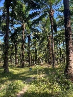 ���Թ�ͧ��繷����