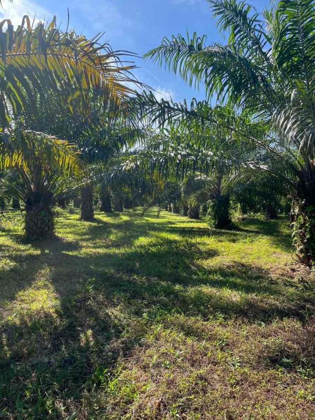 ��·��Թ �з�Ǫ����