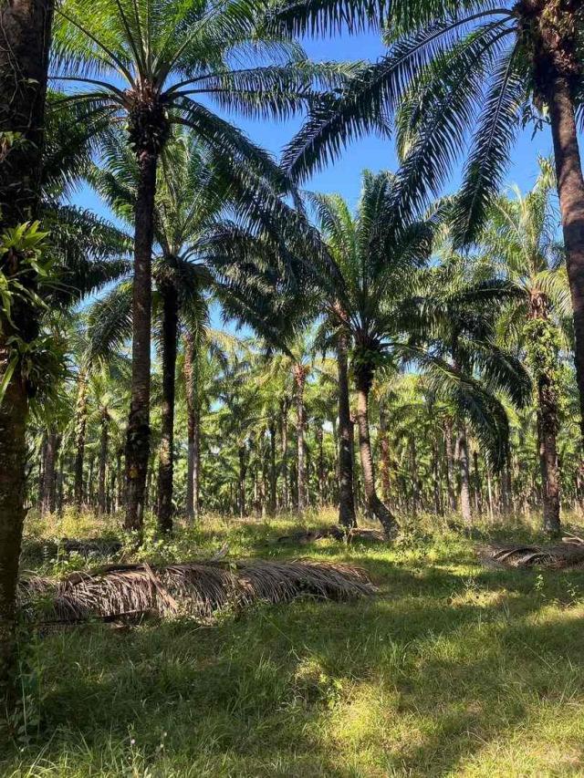 ��·��Թ �з�Ǫ����