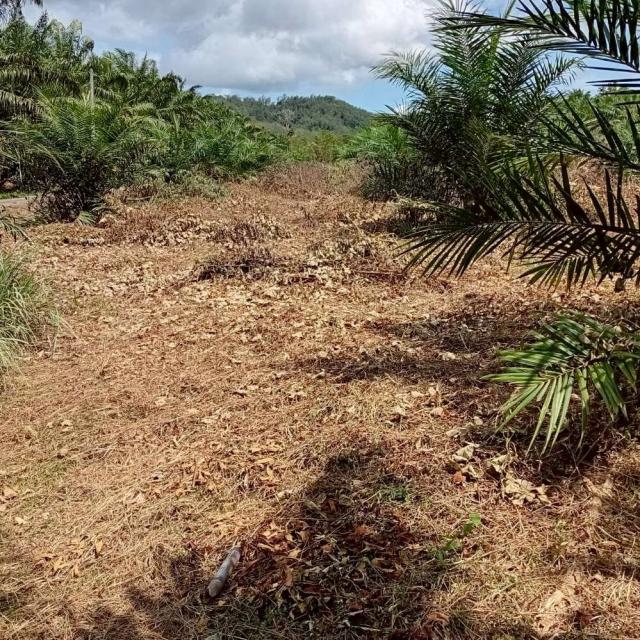 ��·��Թ ���ͧ�ѧ�Ҿѧ��