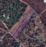 ���Թ �������