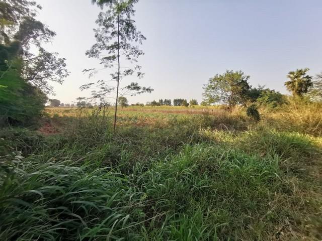 ��·��Թ �ѵ���ʪ������