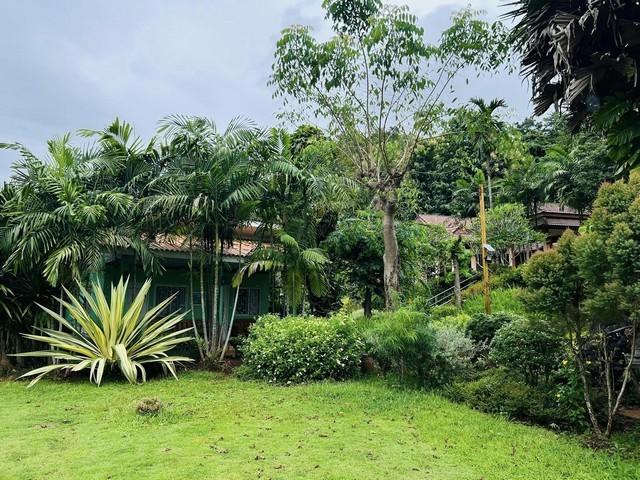 ��º�ҹ ����ԧ ��§����