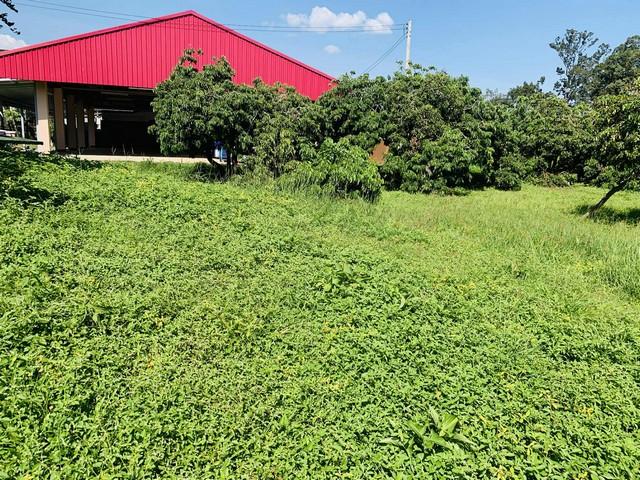 ��·��Թ ����� ��§����