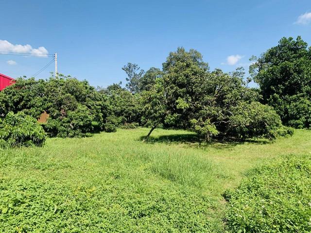 ��·��Թ ����� ��§����