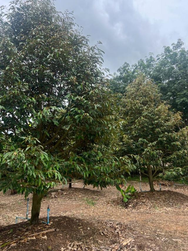 ��·��Թ �ѧ�ѹ������ͧ