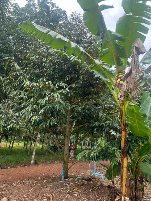 ��·��Թ �ѧ�ѹ��� ���ͧ