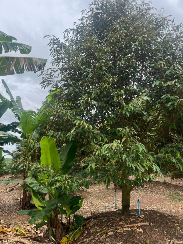 ��·��Թ �ѧ�ѹ��� ���ͧ