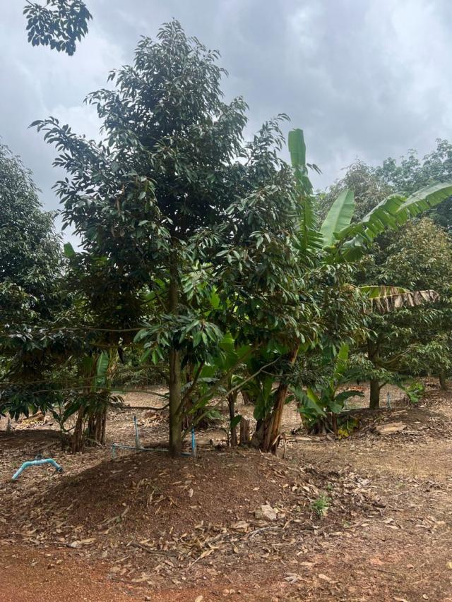 ��·��Թ �ѧ�ѹ��� ���ͧ