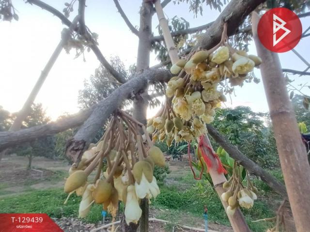 ��·��Թ �������� �ѹ�����