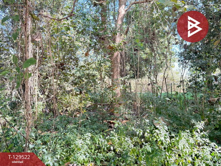 ��·��Թ �ѹ��ҵͧ ��§����