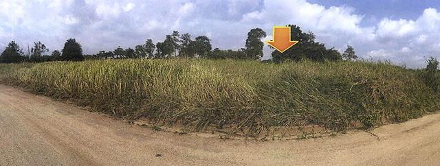 ขายที่ดิน บางละมุง ขายที่ดิน บางละมุง