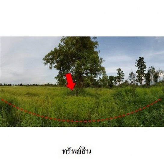 ขายที่ดิน ชัยภูมิ ขายที่ดิน ชัยภูมิ