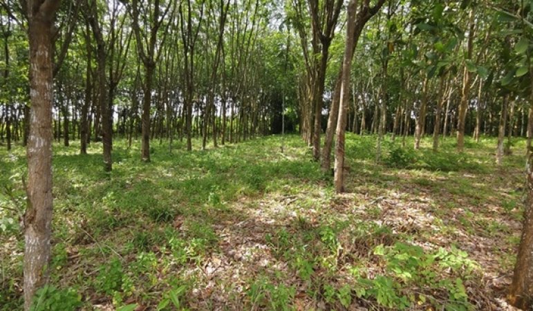 ที่ดิน ที่ว่าการ ที่ดิน ที่ว่าการ